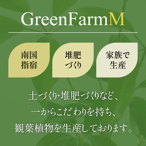 【観葉植物】ブレクナム 60cm～80cm Green Farm M IB075-024 観葉植物 ※北海道・沖縄・離島配送不可