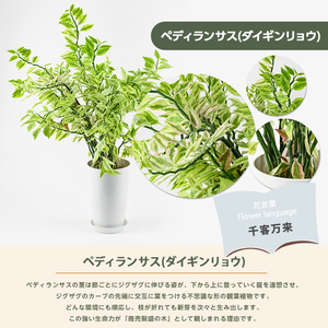 【観葉植物】ぺディランサス(ダイギンリュウ) 60cm～80cm Green Farm M IB075-025 観葉植物 ※北海道・沖縄・離島配送不可
