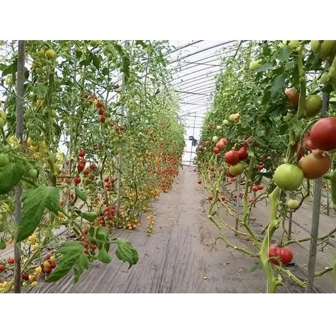 【2026年夏～発送】おかの農園 カラフル ミニトマト 1kg セット 詰合せ サイズ混合 複数 品種 新鮮 野菜 産地直送 北海道 富良野 ふらの