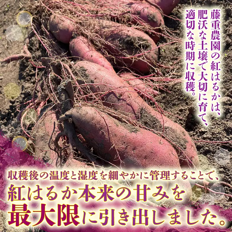 【先行予約】福井県あわら市産 藤重農園自慢の濃厚な甘みのサツマイモ 紅はるか 5kg / さつまいも 紅はるか べにはるか さつま芋 国産 土付き 芋 産地直送 熟成 サツマイモ ※2026年11月中旬以降順次発送 [aw083-a002]