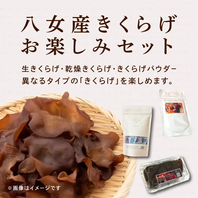 くすのきくらげ ３種セット(生きくらげ・乾燥きくらげ・パウダーきくらげ） 国産 八女産 肉厚 食物繊維 ビタミンD 腸活 美容食 栄養 コリコリ 小分け 使い切り 炒め物 スープ ラーメン 中華 福岡県 八女市 196-001