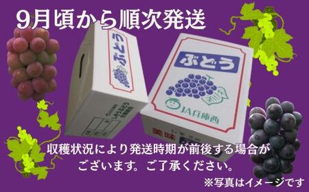 I6【令和8年産　先行受付】しそうのおいしいぶどう　約1㎏