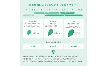【ふるなびWEEK対象】【期間限定】食べるサボテン 太陽の葉 フレッシュリーフ(新芽限定・お試し500g)