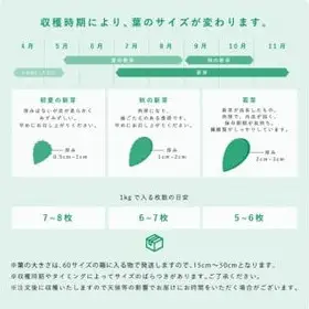 食べるサボテン 太陽の葉 フレッシュリーフ食用サボテン（１kg）