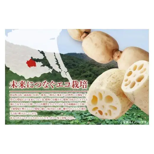 【期間限定】れんこん2kg【絶品 蓮根 レンコン 高級感 茨城県産 茨城県 阿見町】(89-01)