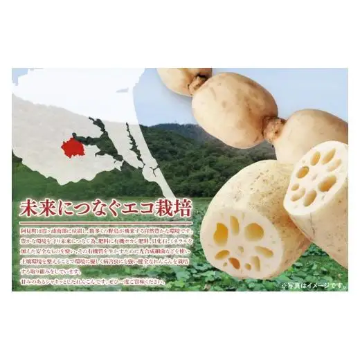 れんこん 4kg 蓮根 レンコン 野菜 エコ栽培 国産 茨城県産 茨城県 阿見町 新鮮 農家直送 産地直送 （89-02）