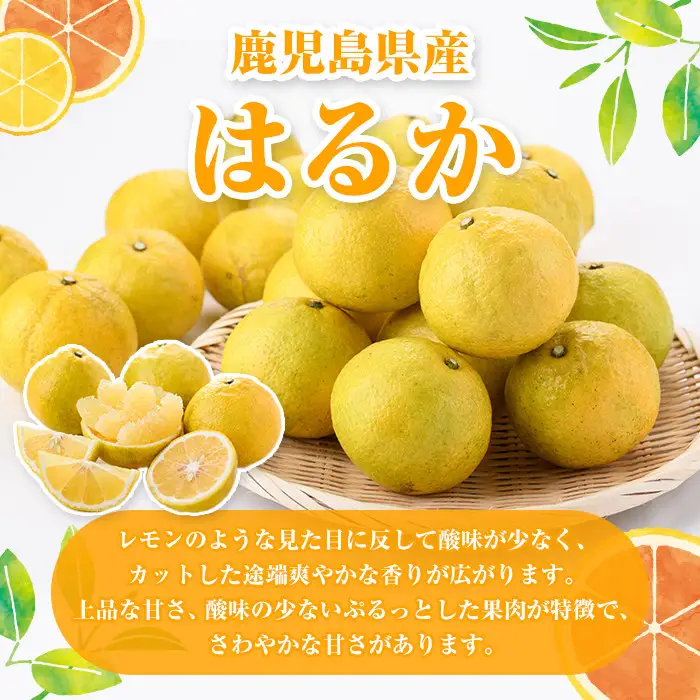 ＜先行予約受付中！2027年2月上旬以降順次発送予定＞訳ありはるか(約10kg) 国産 鹿児島県産 果物 フルーツ 柑橘 みかん はるか【松永青果】akn053-45