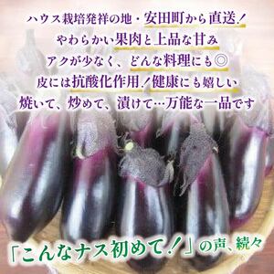【先行受付】 朝どれナス 約50本 | ナス TR-0007
