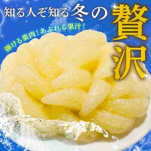 服部農園 土佐文旦  8個 贈答用 文旦 HT-06
