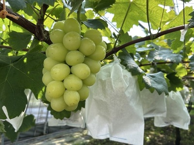 ぶどう 旬のぶどう３種食べ比べ アソート 計2kg程度 
