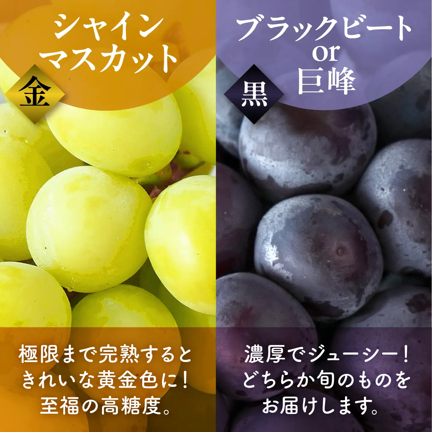 先行予約 訳あり種なしぶどう2種食べ比べ計約600g(シャインマスカット&巨峰orブラックビート)ぶどうシャインマスカットZFO004