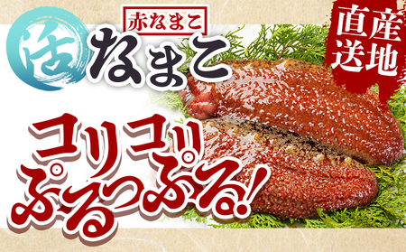 活ナマコ 1.5kg 赤ナマコ - 国産 産地直送 赤なまこ なまこ ナマコ 海鼠 海産物 海鮮 魚介類 刺身 刺し身 炒め物 塩辛 このわた えび蔵 高知県 香南市 冷蔵 eb-0051