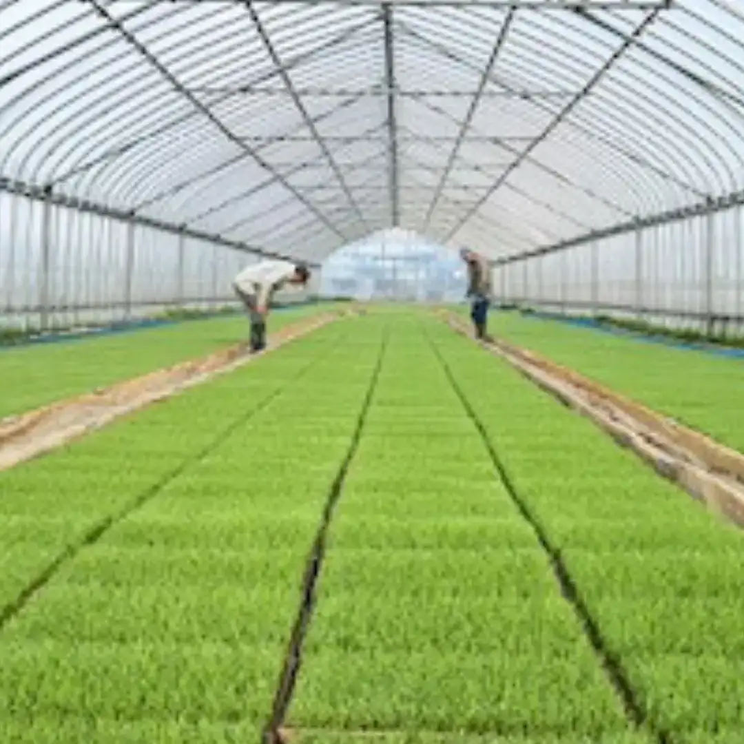 先行予約 コシヒカリ 無洗米 5kg 新潟県 三条市 令和8年産 2026年 無洗米