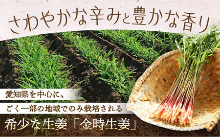 金時生姜 芽生姜・矢生姜セット / 生姜 新生姜 芽生姜 矢生姜 新鮮 旬 野菜 / 稲沢市 / 有限会社木村農園 [BMBN003]