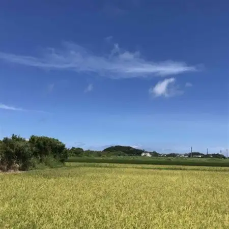 【令和8年産新米・栽培期間中農薬不使用】沖縄の農家直送 ひとめぼれ 玄米 2kg【1636996】
