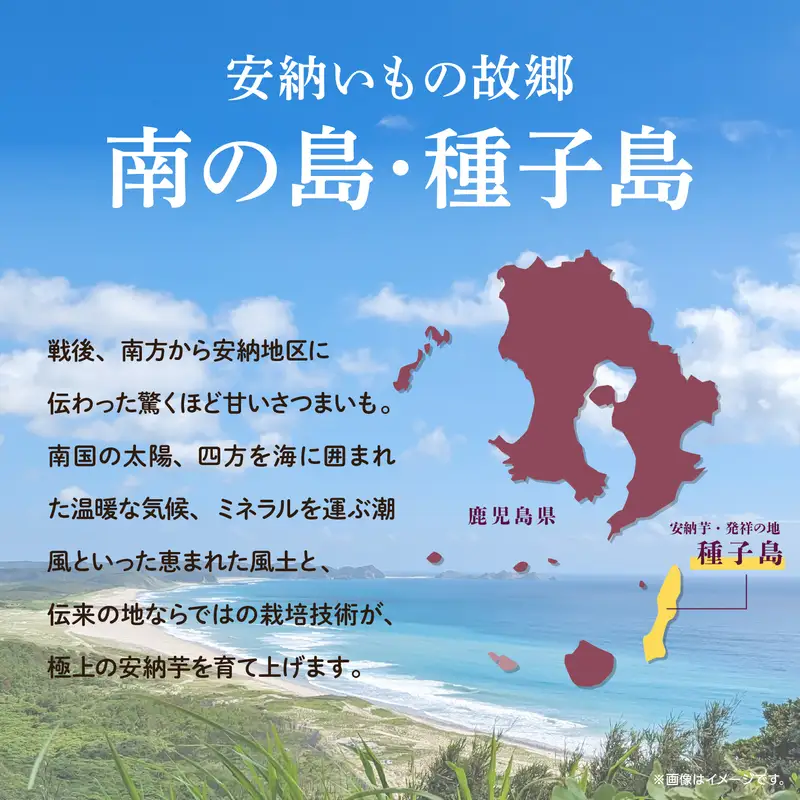 【先行予約】 種子島 安納いも 5kg 人気 種子島産 返礼品 南種子町 鹿児島 かごしま 【のっちーよ種子島】