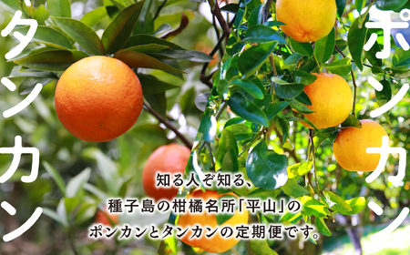 【定期便】【先行予約】 種子島 平山みかん 定期便 全2回 ポンカン タンカン 人気 種子島産 返礼品 南種子町 鹿児島 かごしま 【のっちーよ種子島】