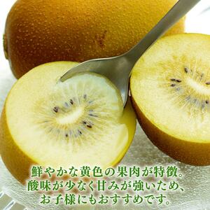 【期間限定】ゴールドキウイ 2kg きうい 国産 落合農園 静岡県 牧之原市