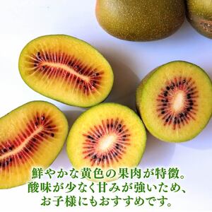 【期間限定】レッドキウイ 1.6kg レッド きうい 国産 落合農園 静岡県 牧之原市