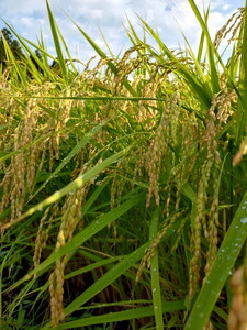 令和8年度産 とちぎの星10kg 栃木県芳賀町産玄米 | 米 お米 玄米 令和8年産 新米 とちぎの星 国産 単一米 期間限定 季節限定《2026年9月中旬-2027年1月末頃出荷予定》