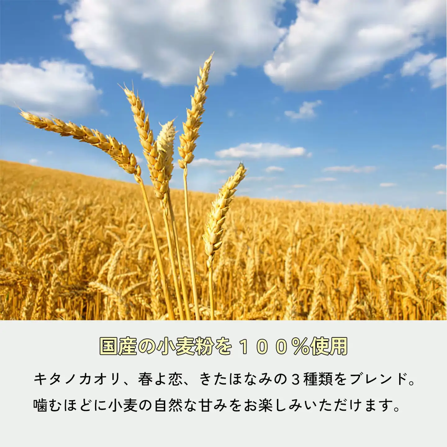 ベーグル おまかせ詰め合わせ 10個 手作りベーグル もちもち：B150-054