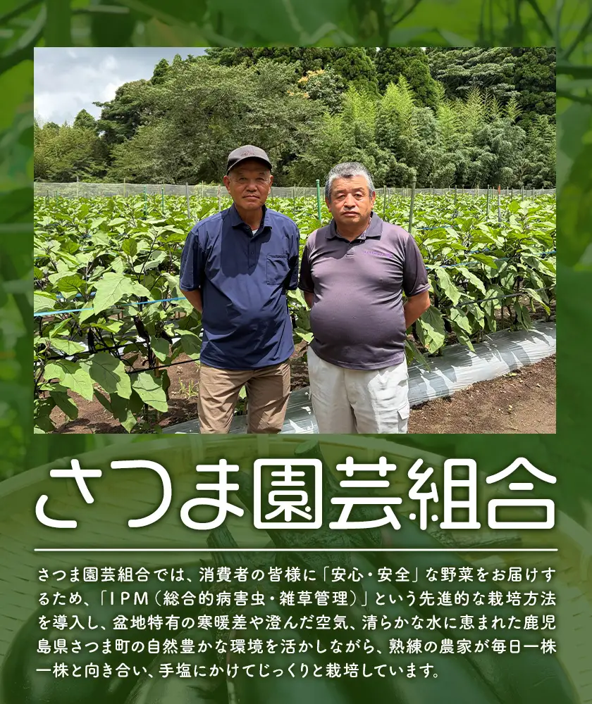 訳あり 筑陽なす 約5kg 25-30本 ナス 茄子 さつま園芸組合《7月上旬-9月末頃出荷》