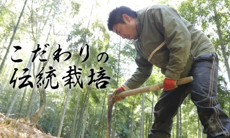 予約受付【筍農家】京都産 朝堀り たけのこ 優秀品 1KG（2-5本） [ 京都 筍専門店 たけのこ 朝掘り直送 新鮮 人気 おすすめ おいしい タケノコ 季節限定 お取り寄せ 通販 送料無料 ふるさと納税 ]	