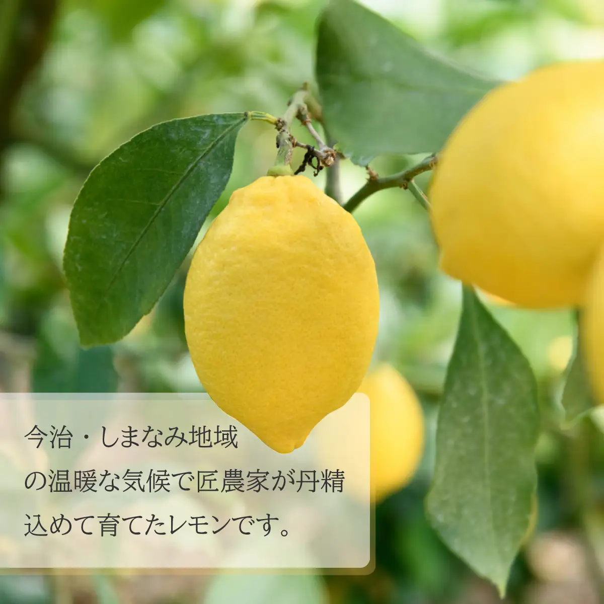 【先行予約】瀬戸内レモン 約10kg L～Mサイズ レモン
