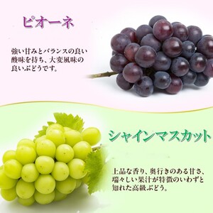 ぶどう詰合せ シャインマスカット ピオーネ 高島屋選定品 ぶどう詰合せ【約1.1kg 2房】【先行予約】