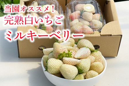 [先行予約] 日光産 白いちご「ミルキーベリー」約300g×2パック 計約600g 【2027年1月中旬から順次発送】 [0969]