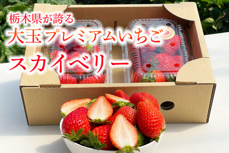 [先行予約] 【定期便3回】 日光産 プレミアムいちご「スカイベリー」定期便 (毎月お届け 約1,200g×3回 計3,600g) 【2027年1月中旬から順次発送】 [0975]