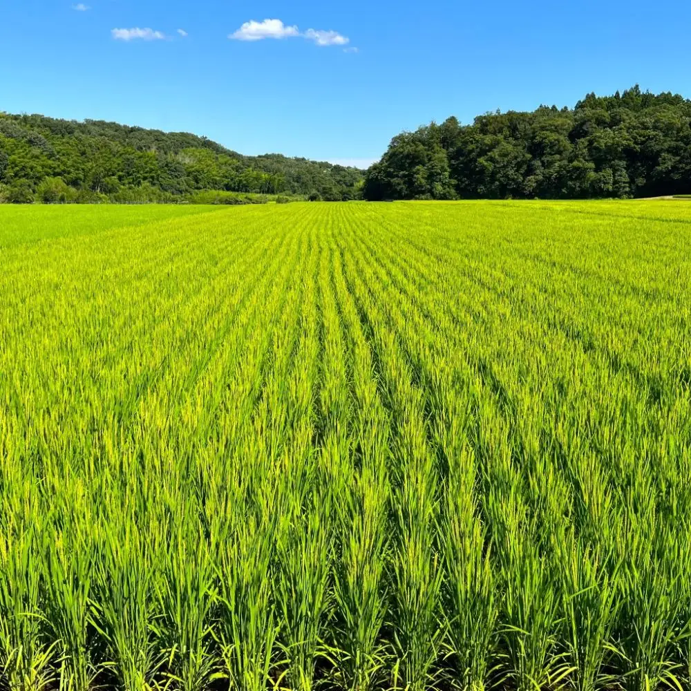 【令和８年産】新米 こしひかり（玄米）10kg 鈴鹿山麓の銘水が育てた米 l 米どころ 三重県産 小山田地区  小山田米  米 コメ 白米 精米
