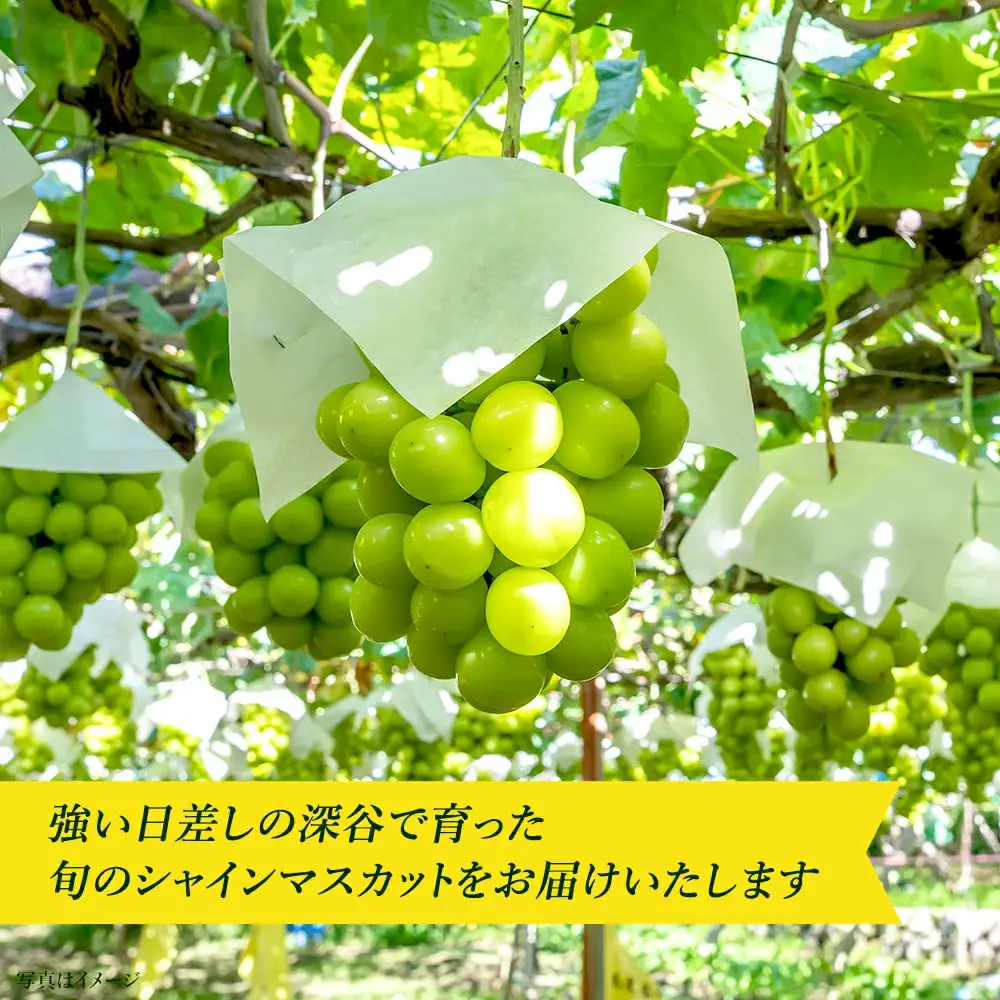 シャインマスカット　1kg　【11218-0921】