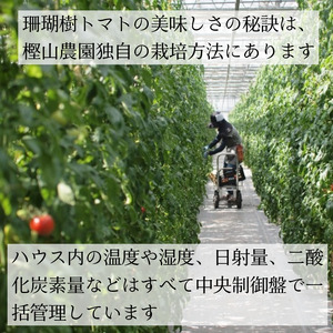 【2027年先行予約】 訳あり フルーツトマト 珊瑚樹 約1.5kg 2026年5月発送 トマト