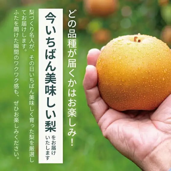 SB0942　酒田産【特選】 和梨 約5kg(玉数おまかせ) 品種おまかせ : 晩生種 あきづき梨 南水梨 新興梨 大天梨 甘太 王秋