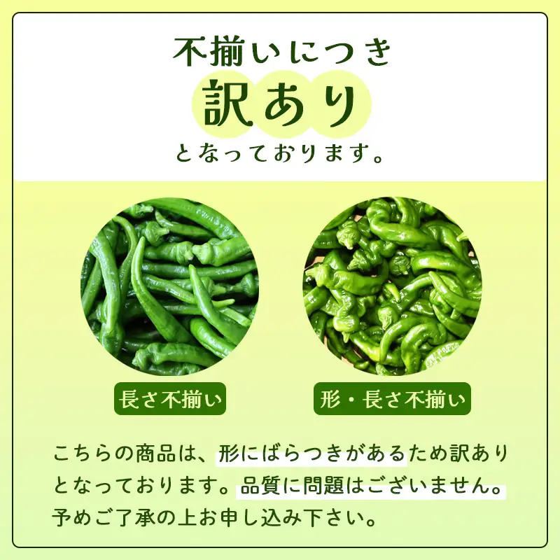 【訳あり】 万願寺甘とう 良品 2kg | 万願寺とうがらし 訳あり野菜 京野菜