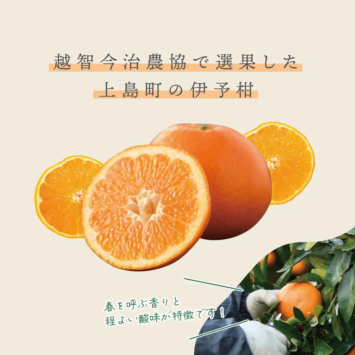 【先行受付】愛媛県産 伊予柑 10kg 2L～L みかん いよかん