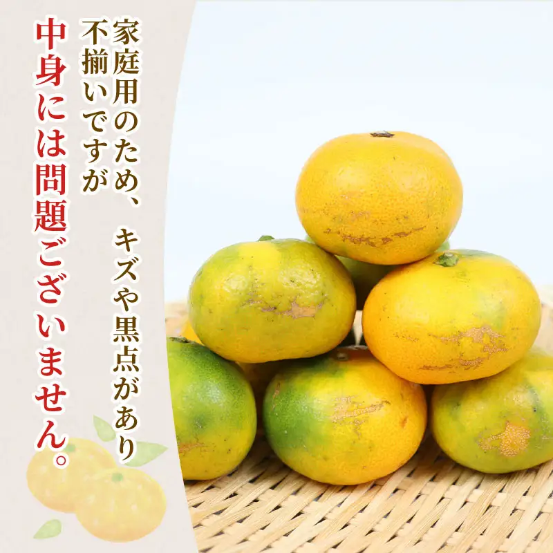 家庭用 極早生 みかん 10kg 矢野青果 温州みかん 果物 くだもの フルーツ 柑橘 蜜柑 愛媛蜜柑 愛媛みかん 愛媛ミカン mikan 産地直送 数量限定 国産 愛媛 宇和島 B024-171024