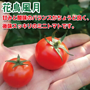 【2027年3月発送】 ミニトマト 花鳥風月 国産 1kg ミニトマト