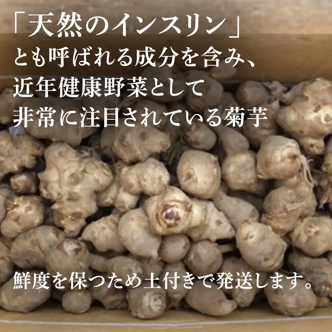 菊芋 (きくいも) 健康野菜 5kg 【2026年 11月以降発送】 (BJ016)