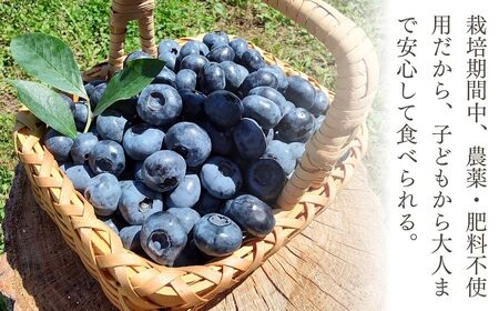 茂木町産 冷凍ブルーベリー500g | ブルーベリー 冷凍 栃木県 茂木町