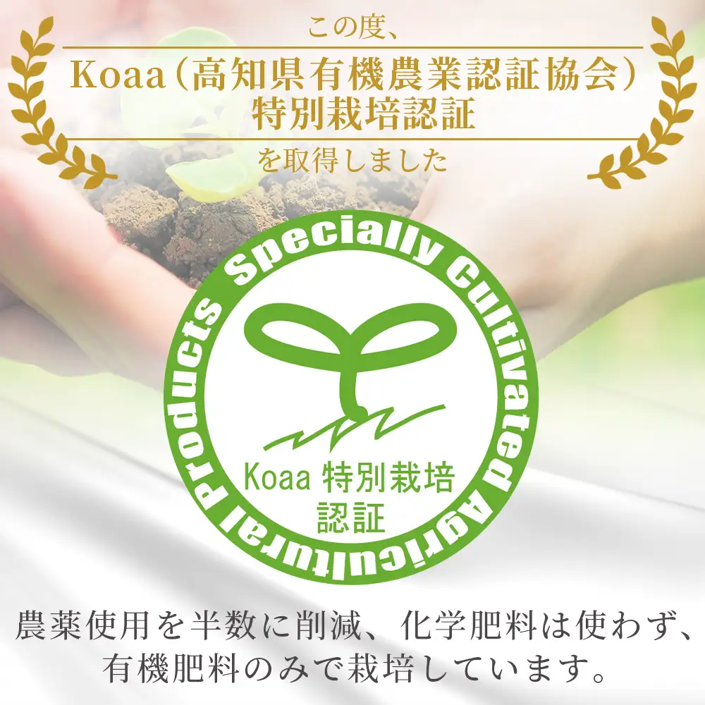 【特別栽培みかん】【2026年10月以降順次配送分】ふじ農園 贈答用 2.5kg 小玉 みかん fn-0009