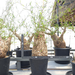オペルクリカリア・パキプス「塊根植物の王様」(発根管理済) Z3｜観葉植物 コーデックス [0589]