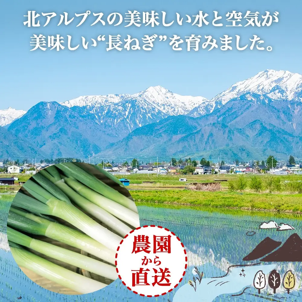 ねぎ 土付き40本 5kg以上 ｜長ねぎ ネギ 葱 野菜 国産 新鮮 常備 保存 土付き 鍋 味噌汁 すき焼き 薬味 料理 お裾分け 贈り物 長野県産 送料無料 産地直送 平林農園 長野県 大町市