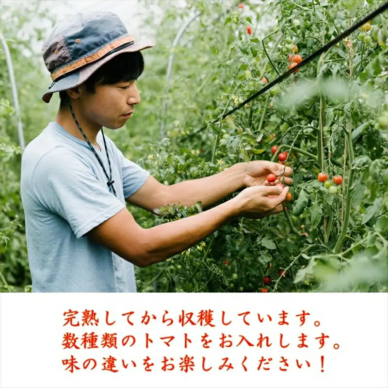完熟ミニトマト 約2kg 『ご褒美ミニトマト食べ比べBOX』〈2026年8月10日～9月15日出荷／北海道・沖縄・離島は配送不可〉 農薬・化学肥料不使用 トマト 高原野菜 無農薬 産地直送 新鮮 旬彩 期間限定 長野県 信州