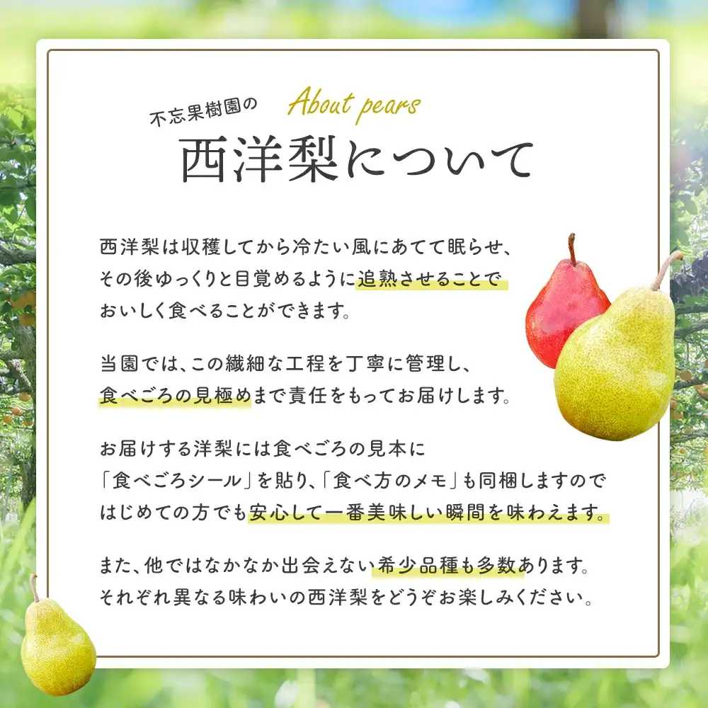 【先行予約】希少な洋梨「リーガルレッドコミス」 2.5～2.8kg（8～12個） 蔵王産　【04301-0184】