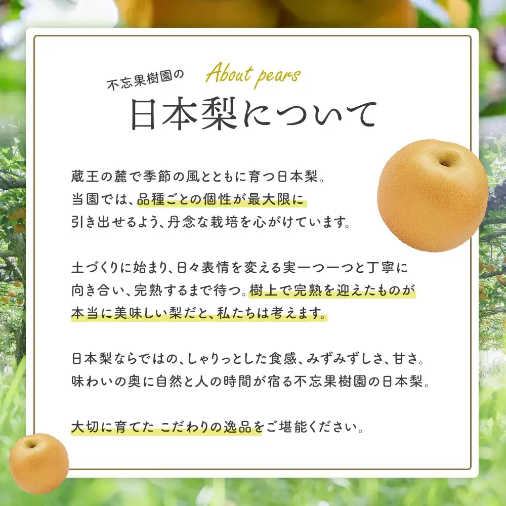 【先行予約】【訳あり】日本梨（甘太）3kg（大玉6～10玉入り） 蔵王産　【04301-0454】