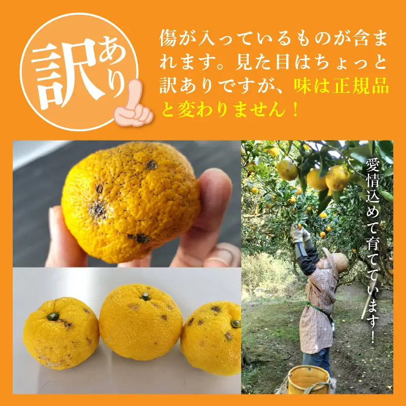 訳あり 黄ゆず 生果実 約2kg_MM0107