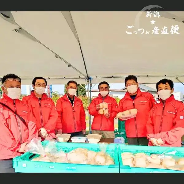 早掘り 美白れんこん「五泉美人」2kg 夏季限定 | 新潟県 れんこん
