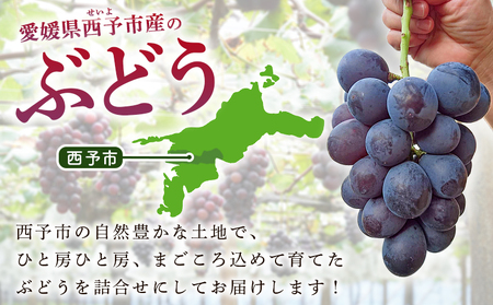＜西予の極上ぶどう極み彩り 約2kg＞ 果物 くだもの フルーツ ぶどう 葡萄 ブドウ 7種 詰め合わせ 食べ比べ 藤稔 瀬戸ジャイアンツ ゴルビー ピオーネ 紫玉 特産品 ファームNINOMIYA 愛媛県 西予市【冷蔵】『2026年8月中旬～9月中旬迄に順次出荷予定』 UFM0005
